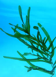 Image result for Potamogeton