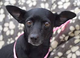 Enfield Ct Chihuahua Meet Miss Bee A Pet For Adoption Chihuahua Pet Adoption Pets