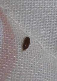 We did not find results for: Natureplus What Is This Small Brown Beetle