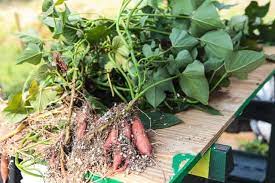 Aquaponics Sweet Potatoes Update Steamy Kitchen Recipes Giveaways