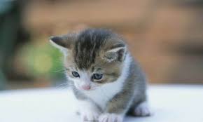 Pin By Kedi Mi Kopek Mi On Kedi Cat Kittens Cutest Baby Cats Cute Cats
