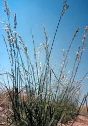 Image result for Eragrostis exasperata