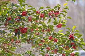 In the northeast florida landscape. 18 Species Of Holly Plants
