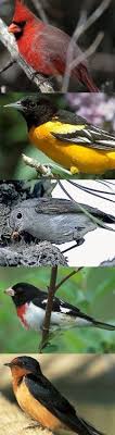 Project Beak A Great Site For Learning All About Birds Even Make Your Own Bird And See How Likely It Is To Live In Its Habitat Howtobirdwatch Goruntuler Ile Kus