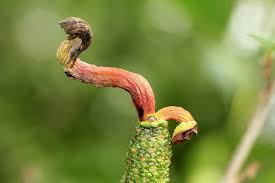 Image result for Tinnea galpinii