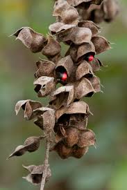 Image result for Rhynchosia