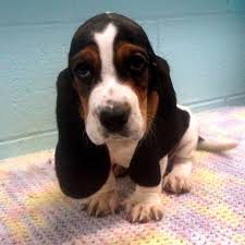 Black And White Basset Hound Puppy Lazy Cute Dog R Aww Miniature Basset Hound Basset Hound Puppy Hound Puppies