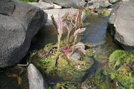 Image result for Podostemaceae