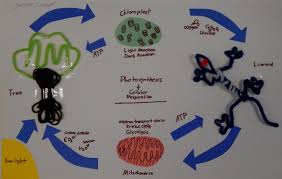 Photosynthesis Cellular Respiration 3d Poster Sample 1 Sample 2 Photosynthesis And Cellular Respiration Photosynthesis Cellular Respiration