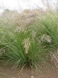 Image result for Sporobolus