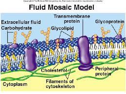 Fluid Mosaic Model Cell Membrane Cell Biology Science Cell Membrane Systems Biology