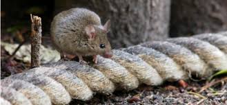 Prevention with pest control in bedford, nh. How To Fight The Common Rodents Of New England Jp Pest Services