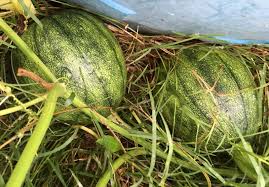 We did not find results for: Specific Varieties Of Zucchini For Resistance To Mildew Squash Bugs Plus Adventures With Tatume Plants Forum At Permies