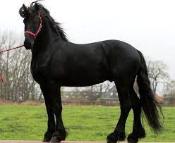 White Friesian Horses Black Horses For Sale At Friesianhorses Eu About The Friesian Horse Friesian Horse Horses Horses For Sale