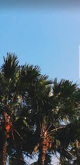 Since summer is coming, i've done a palm tree inspired video. Aesthetic Palm Tree Phone Wallpapers Top Free Aesthetic Palm Tree Phone Backgrounds Wallpaperaccess