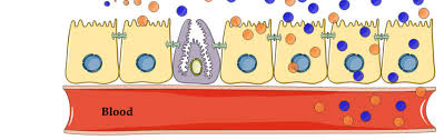 Semaglutide injection may increase the risk that you will develop tumors of the thyroid gland, including medullary thyroid carcinoma (mtc; Theory Of Oral Semaglutide Absorption As Advocated By Novo Nordisk Download Scientific Diagram