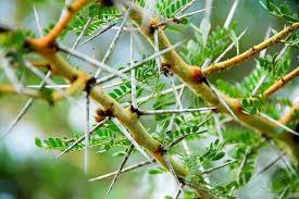 Thorns cover the branches on these trees, though they are sometimes seen on the trunk of young trees all the way down to ground level. Acacias V Giraffes A Uniquely African Tussle African Safari Consultants