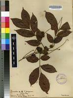 Image result for Eriocoelum