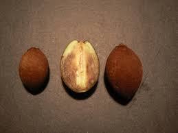 Image result for Chrysophyllum gorungosanum