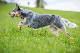 Learn more about this exceptional herding dog breed. Australian Cattle Dog Charakter Haltung Pflege Zooplus