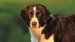 The australian shepherd is an intelligent, clever and devoted dog breed. Bukovina Sheepdog Price Temperament Life Span
