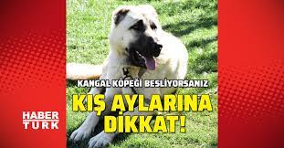 kangal kopekleri besliyorsaniz kis aylarina dikkat haberler