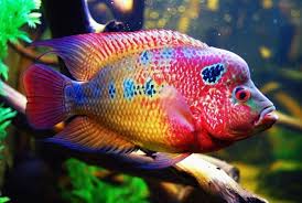 Begitu banyak pakan ikan louhan yang beredar di pasar saat ini dengan menawarkan berbagai keunggulan yang dimilikinya. Pin Ot Polzovatelya Ser Sanabria Na Doske Animals Cihlidy Presnovodnaya Ryba Akvariumnaya Rybka