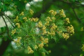 Image result for Kirkia