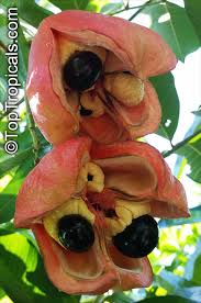 Image result for Blighia