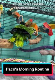 Today the parrot crew got to try a new (to us) and unusual Picasso mel...