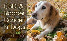Lawn chemicals are a known risk factor for bladder cancer in dogs. 31 Learn About Holistapet Ideas Your Dog Dogs Cbd Dog Treats