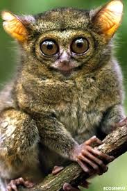 Animals Rare Beautiful Wild Animals And Amazing Photos Of These Beautiful Creatures Wonderful Eyes Animals Wild Wild Animals Photos Wild Animals Pictures