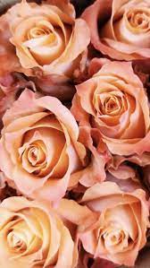 Wholesale Roses Wholesale Roses Flower Market Flowers