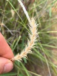 Image result for Elionurus