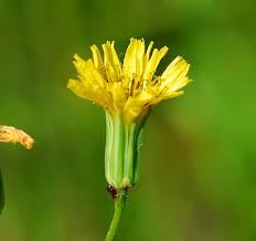 Image result for Crepis