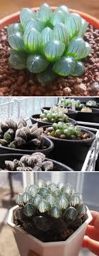 I don't see much fine hair (trichomes) on the skin. 30 Types Of Succulents That Look Like Something Out Of This World Bored Panda