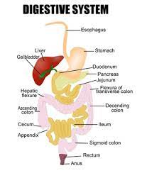 A digestive system word search. Digestive System Facts For Kids