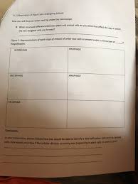 If there were 8 percent of the. Solved 11 2 Observation Of Plant Cellis Undergoing Mitosi Chegg Com