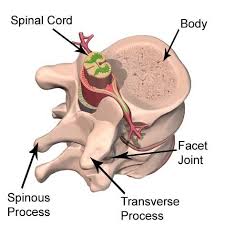 Sumsum tulang belakang merupakan salah satu bagian dari sistem saraf pusat manusia yang menghubungkan sistem saraf tepi dan sistem saraf pusat di otak. Fungsi Sumsum Tulang Belakang Dan Sumsum Lanjutan Myrightspot Com