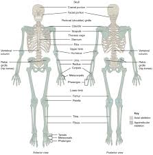 Phalanx) except for the thumbs that contain only 2. Divisions Of The Skeletal System Anatomy Physiology Human Bones Anatomy Anatomy Bones Skeletal System Anatomy