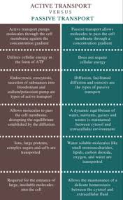 Active Transport Definition Types Examples Cell Membrane Transport Plasma Membrane Cell Membrane