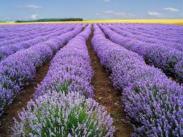 Image result for Lavandula angustifolia `Vera`