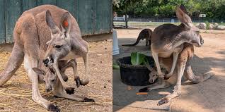 Image result for kangaroo