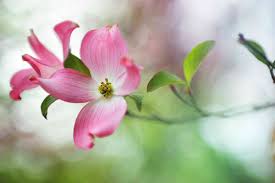 The living urn® system with pink dogwood tree. How To Grow And Care For Pink Dogwood Trees