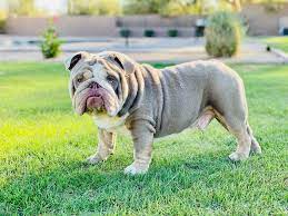 Look here to find a english bulldog breeder who may have puppies for sale or a male dog available for stud service close to you. English Old And New English Bulldog For Sale Near Me Facebook