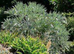 Image result for Cussonia natalensis