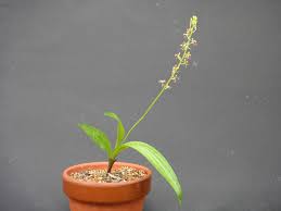 Image result for Liparis mulindana