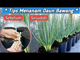 Berikut adalah video cara budidaya daun bawang menggunakan polibag sederhana.tapi. Resep Menanam Daun Bawang Anti Busuk Youtube