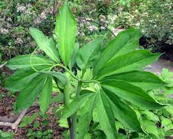 Chair (3) the lieutenant governor in council shall designate one of the members as chair of cossaro. Arisaema Dracontium Wikispecies