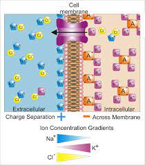Check spelling or type a new query. Membrane Potential Wikipedia